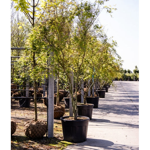 Japansk lönn - Acer palmatum 300-350 MS CONT